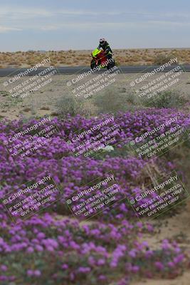 media/Jan-14-2023-SoCal Trackdays (Sat) [[497694156f]]/Turn 14 Exit Bloomig (145pm)/